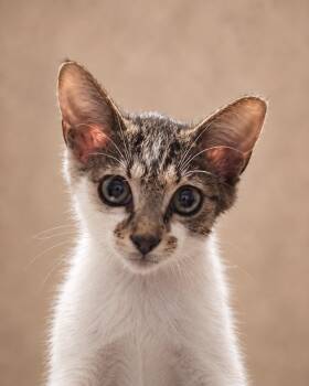 Bibby -  Tabby Cat for Adoption in Miami, Florida - Bibby | PetCurious