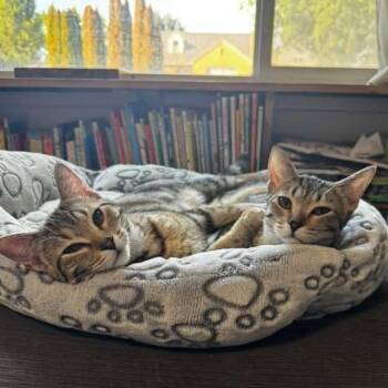 Lily Nakamura -  Domestic Short Hair Cat for Adoption in Eagle Mountain, Utah - Lily Nakamura | PetCurious