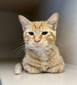 Rescue Domestic Short Hair Cats for Adoption in Cromwell, Kentucky - Oscar | PetCurious