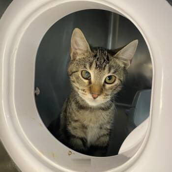 Rescue Domestic Short Hair Cats for Adoption in Los Angeles, California - Arisa | PetCurious