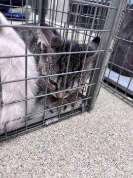 A476999 -  Domestic Short Hair Cat for Adoption in Oklahoma City, Oklahoma - A476999 | PetCurious