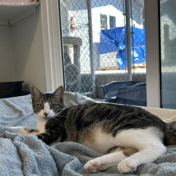 Rescue Domestic Short Hair Cats for Adoption in El Cajon, California - Naty | PetCurious