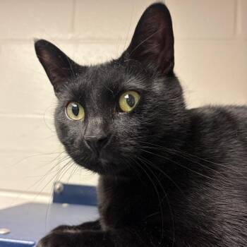 Domestic Short Hair Cats Available for Adoption - Panther | PetCurious