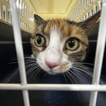 Butter cup -  Domestic Short Hair Cat for Adoption in Newark, New Jersey - Butter Cup | PetCurious