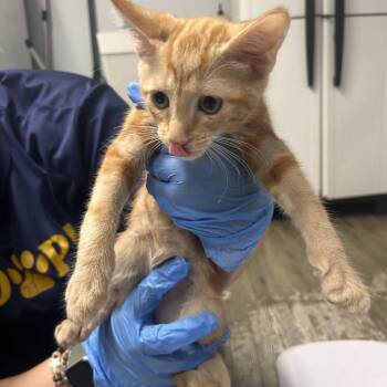 Trapeze -  Domestic Short Hair Cat for Adoption in Summerville, South Carolina - Trapeze | PetCurious