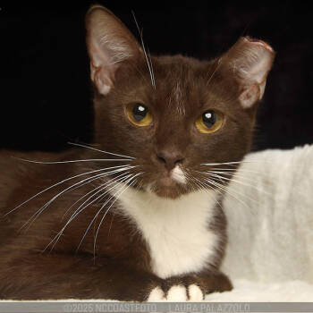 Rescue Domestic Short Hair Cats for Adoption in Emerald Isle, North Carolina - Mae (May 2) | PetCurious