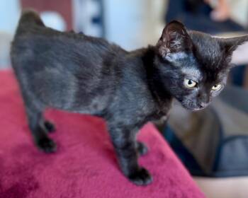 Beanie -  Domestic Short Hair Cat for Adoption in San Francisco, California - Beanie | PetCurious