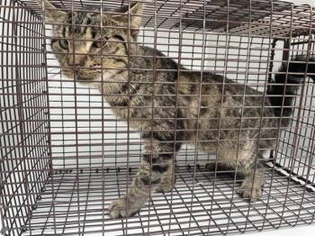 Domestic Short Hair Cats Available for Adoption in Houston, Texas - A654431 | PetCurious