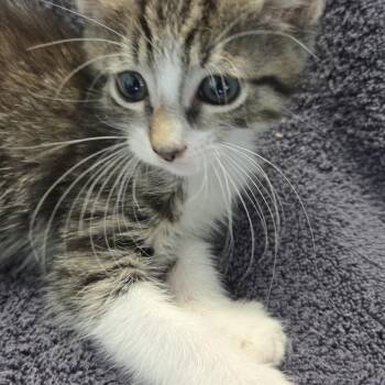 Dumpling -  Domestic Short Hair Cat for Adoption in Volcano, Hawaii - Dumpling | PetCurious
