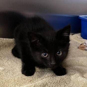 Egg (Prince Aegon Targaryen) ((Bonded w/ Sir Duncan the Tall)) -  Domestic Short Hair Cat for Adoption in Wilmington, Delaware - Egg (Prince Aegon Targaryen) ((Bonded W/ Sir Duncan The Tall)) | PetCurious