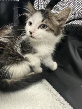 MIKE -  Domestic Medium Hair Cat for Adoption in Fort Lauderdale, Florida - MIKE | PetCurious