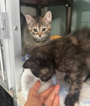 Elodie and Rasha -  Domestic Short Hair Cat for Adoption in Hutchinson, Minnesota - Elodie And Rasha | PetCurious