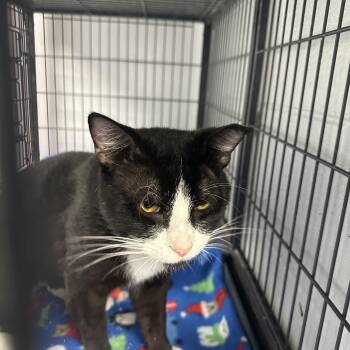 Huckleberry aka Mr. Big Head -  Domestic Short Hair Cat Available for Adoption in Duncan, Oklahoma - Huckleberry Aka Mr. Big Head | PetCurious