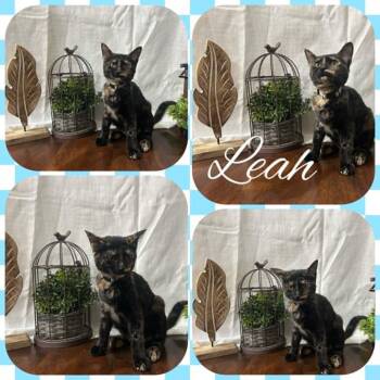 Leah -  Domestic Short Hair Cat for Adoption in Mansfield, Texas - Leah | PetCurious