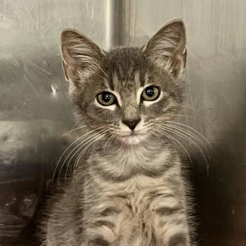 Sweet Boy (fka Littlest Man) -  Domestic Short Hair Cat for Adoption in Cumming, Georgia - Sweet Boy (fka Littlest Man) | PetCurious