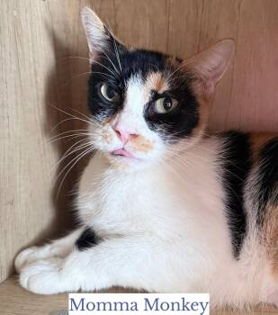 Rescue Domestic Short Hair Cats for Adoption in Berkeley Springs, West Virginia - Momma Monkey | PetCurious