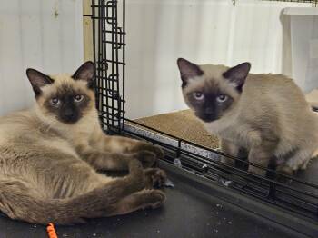 Rescue Siamese Cats for Adoption in Belle Isle, Florida - Romeo And Juliet | PetCurious