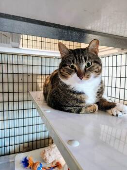 Domestic Short Hair Cats Available for Adoption in Swansea, Massachusetts - Nemo | PetCurious