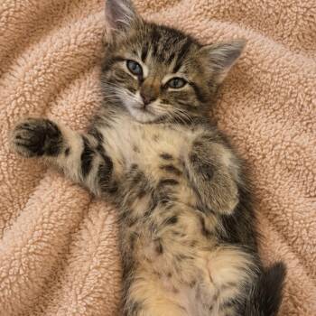 Nikki Block -  Domestic Medium Hair and Tabby Cat for Adoption in Morrison, Colorado - Nikki Block | PetCurious