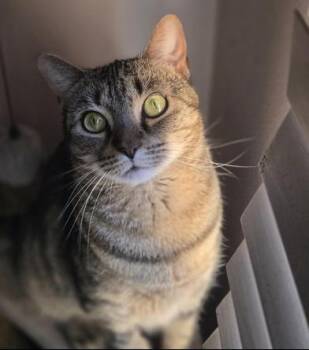 Tabby and Domestic Short Hair Cats Available for Adoption in Liverpool, Texas - Tiki | PetCurious