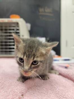Saffron -  Domestic Short Hair Cat for Adoption in Harbor Springs, Michigan - Saffron | PetCurious
