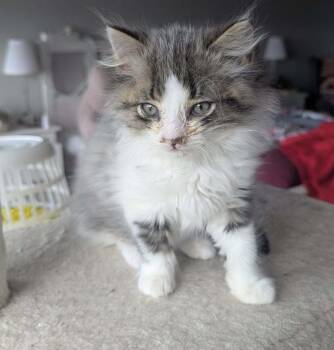 Josephine -  Domestic Medium Hair Cat for Adoption in Toronto, Ontario - Josephine | PetCurious