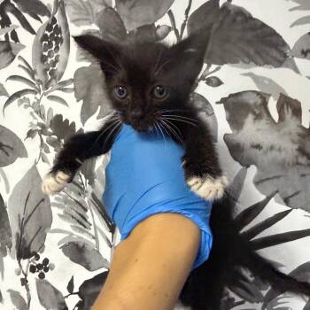 Oliver -  Domestic Short Hair Cat for Adoption in Wahiawa, Hawaii - Oliver | PetCurious