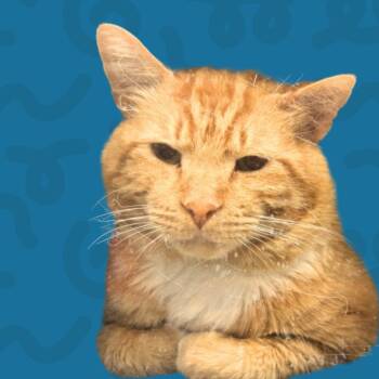 Toby -  Domestic Medium Hair Cat for Adoption in Reno, Nevada - Toby | PetCurious