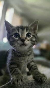 Rescue Domestic Short Hair Cats for Adoption in Lorain, Ohio - Twinkle | PetCurious