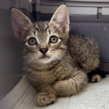 Kona Boy -  Domestic Short Hair Cat for Adoption in Sarasota, Florida - Kona Boy | PetCurious