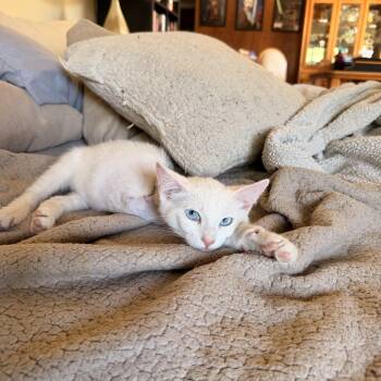 Snowcone -  Domestic Short Hair Cat for Adoption in Davis, California - Snowcone | PetCurious