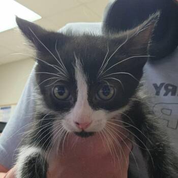 Peyton 051405U -  Domestic Short Hair Cat for Adoption in Tupelo, Mississippi - Peyton 051405U | PetCurious
