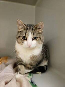 Foxtrot -  Domestic Short Hair Cat for Adoption in Williamsport, Pennsylvania - Foxtrot | PetCurious