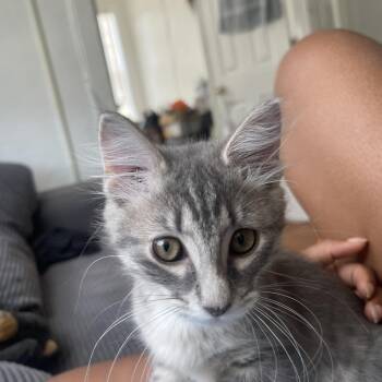Krystal -  Domestic Short Hair Cat for Adoption in West Palm Beach, Florida - Krystal | PetCurious