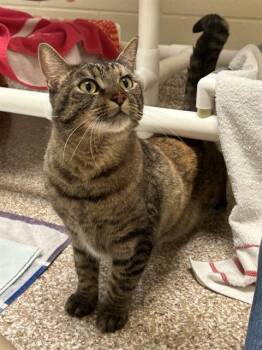 PEBBLE -  Domestic Short Hair Cat for Adoption in Pueblo, Colorado - PEBBLE | PetCurious