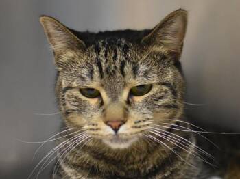 Billie Jo -  Domestic Short Hair Cat for Adoption in Portland, Oregon - Billie Jo | PetCurious