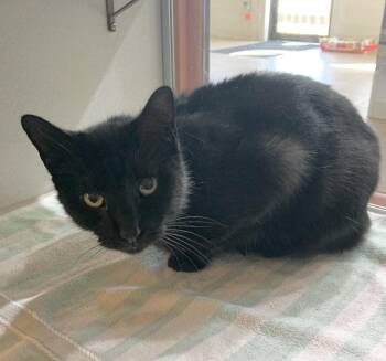 Rescue Domestic Short Hair Cats for Adoption in Massena, New York - Tom | PetCurious