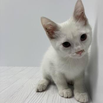 Ivory -  Domestic Short Hair Cat for Adoption in Dayton, Ohio - Ivory | PetCurious