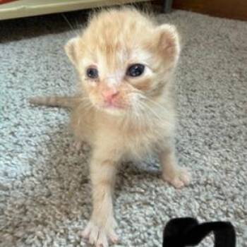 Wolf -  Domestic Medium Hair Cat for Adoption in Mt. Juliet, Tennessee - Wolf | PetCurious