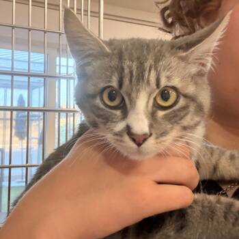 Patty -  Domestic Short Hair Cat for Adoption in Spokane, Washington - Patty | PetCurious
