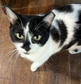 Rescue Domestic Short Hair Cats for Adoption in Atlanta, Georgia - Simone | PetCurious