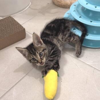 Argus -  Domestic Short Hair Cat for Adoption in Fredericksburg, Virginia - Argus | PetCurious