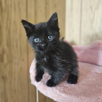 Rescue Domestic Short Hair Cats for Adoption in Toledo, Ohio - Pez | PetCurious