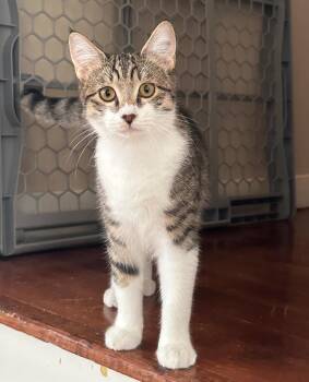 Stevie -  Domestic Short Hair Cat for Adoption in Fort Worth, Texas - Stevie | PetCurious