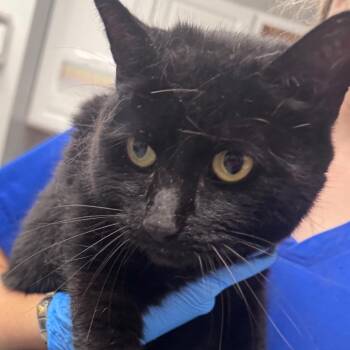 Domestic Short Hair and Manx Cats Available for Adoption in Greenville, South Carolina - Mama Kitty | PetCurious