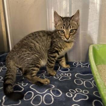 Ashby -  Tabby and Domestic Short Hair Cat for Adoption in Antioch, California - Ashby | PetCurious