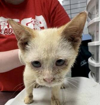 Columbus -  Domestic Short Hair Cat for Adoption in West Chester, Pennsylvania - Columbus | PetCurious