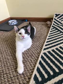 Rescue Domestic Short Hair Cats for Adoption in Mokena, Illinois - Benedict Bridgerton | PetCurious