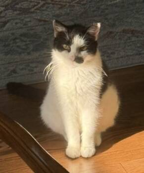 Rescue Domestic Short Hair Cats for Adoption in Cleveland, Ohio - Mouse | PetCurious