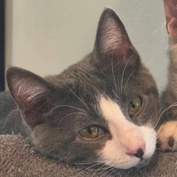 Annie -  Domestic Short Hair Cat for Adoption in Warr Acres, Oklahoma - Annie | PetCurious